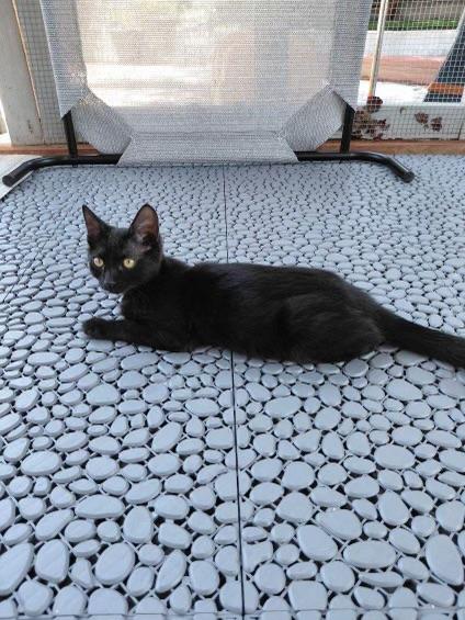 Brownie, an adoptable Domestic Short Hair in Elk Grove, CA image 2/5