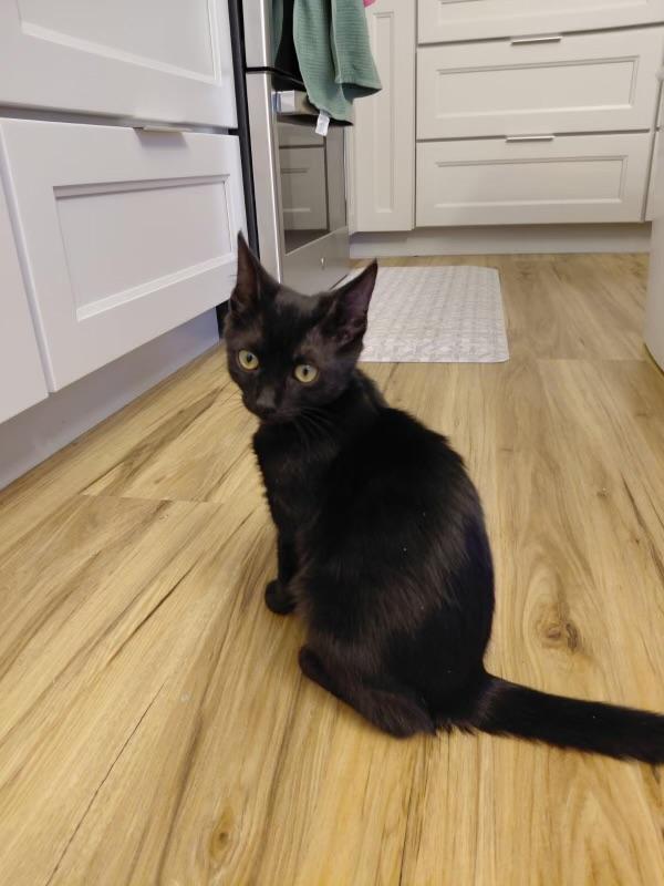 Brownie, adoptable, Kitten Female Domestic Short Hair.