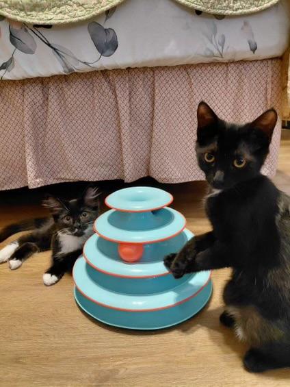 Brownie, an adoptable Domestic Short Hair in Elk Grove, CA image 3/5