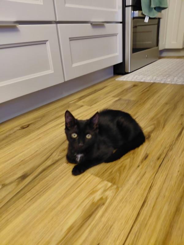 Brownie, an adoptable Domestic Short Hair in Elk Grove, CA image 4/5