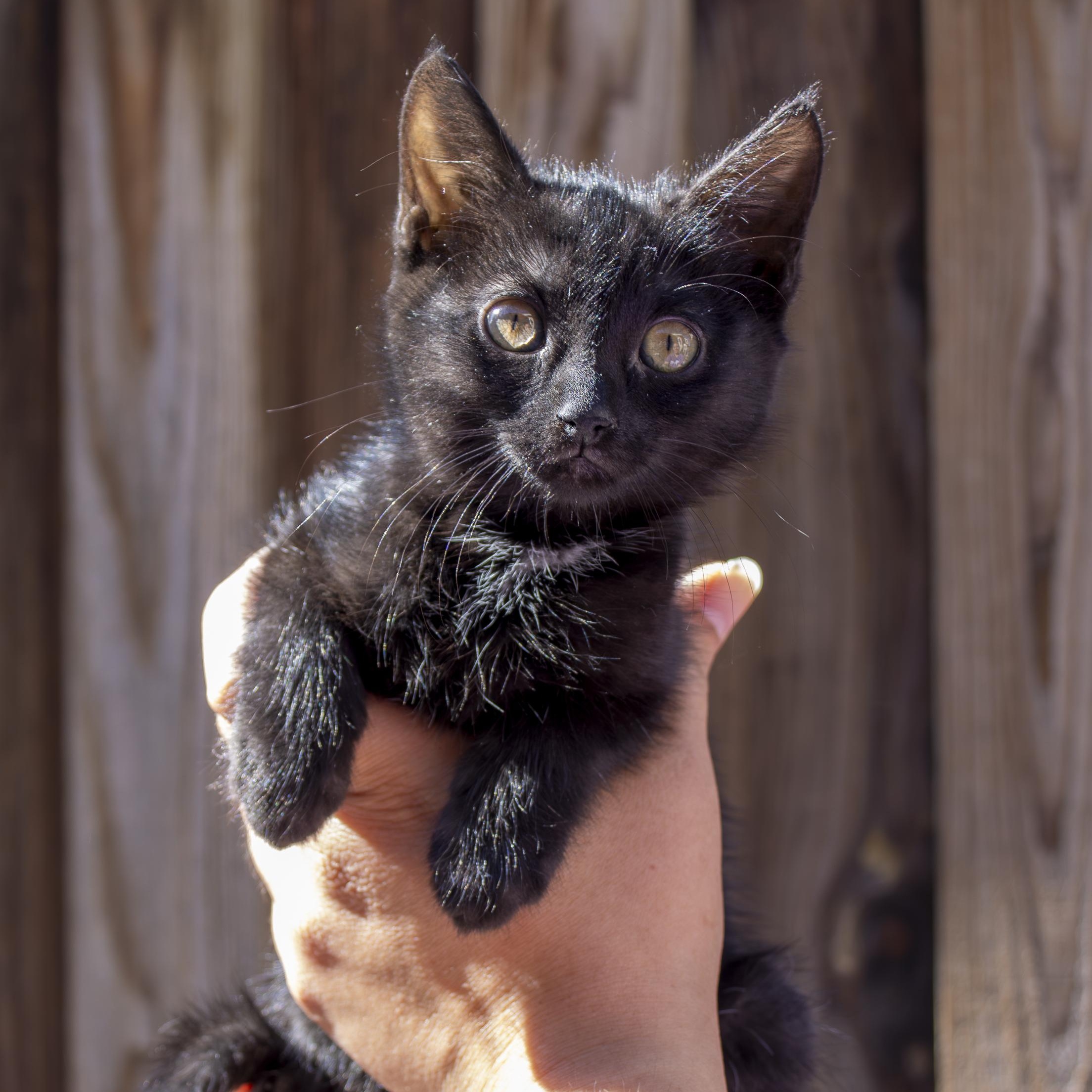 Brownie, an adoptable Domestic Short Hair in Elk Grove, CA image 5/5