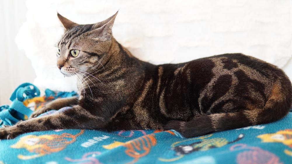 Abilene, Adoptable, Young Female Domestic Short Hair.