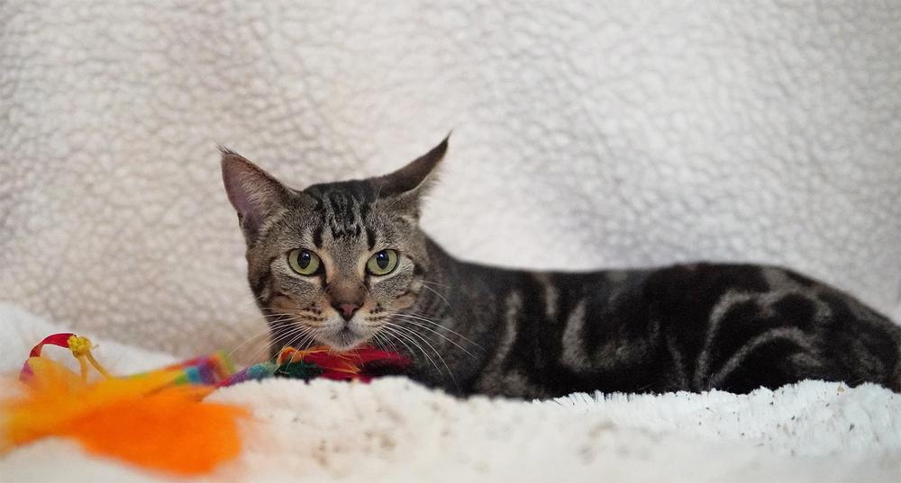 Enlarge Abilene, a Adoptable Domestic Short Hair in Wellington, FL image 2/6