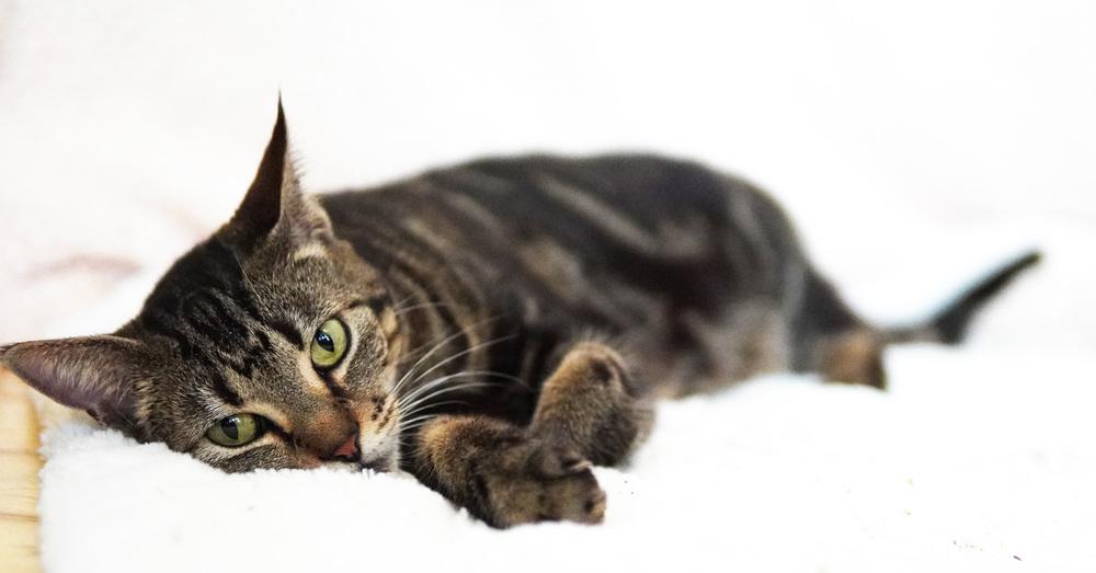 Enlarge Abilene, a Adoptable Domestic Short Hair in Wellington, FL image 3/6