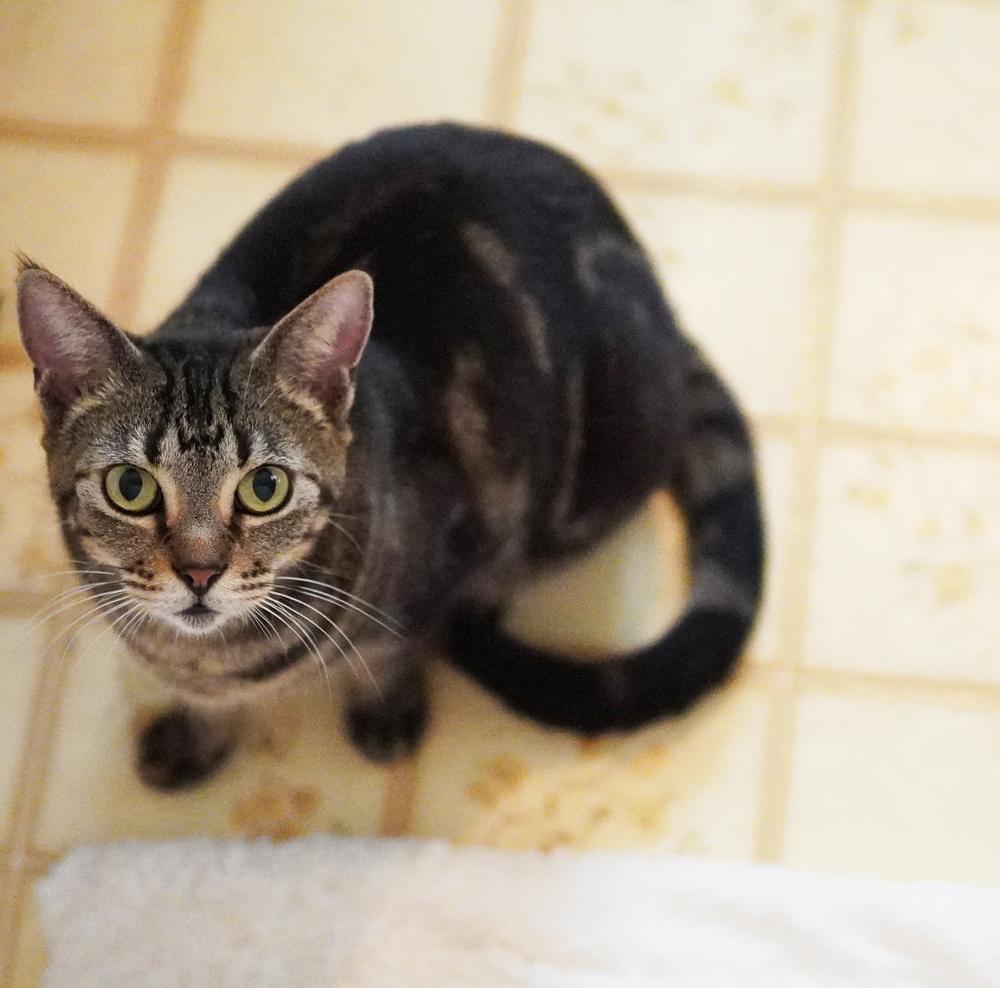 Enlarge Abilene, a Adoptable Domestic Short Hair in Wellington, FL image 3/6