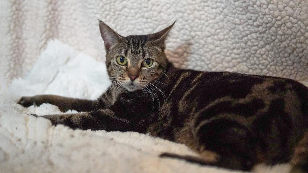 Enlarge Abilene, a Adoptable Domestic Short Hair in Wellington, FL image 4/6