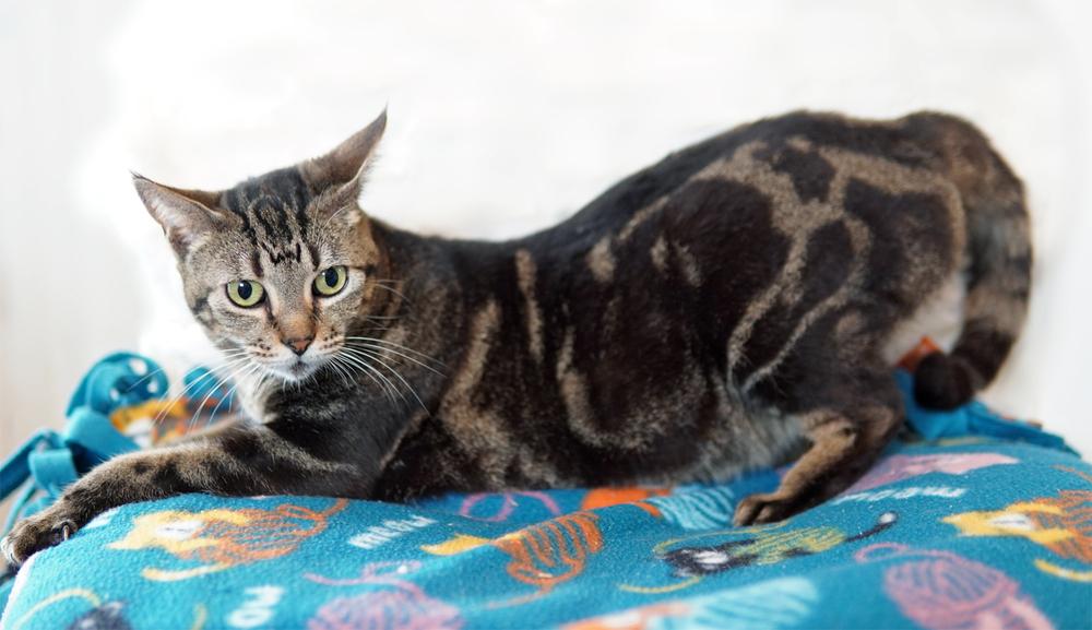 Enlarge Abilene, a Adoptable Domestic Short Hair in Wellington, FL image 5/6