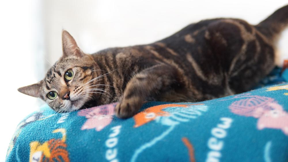 Enlarge Abilene, a Adoptable Domestic Short Hair in Wellington, FL image 6/6