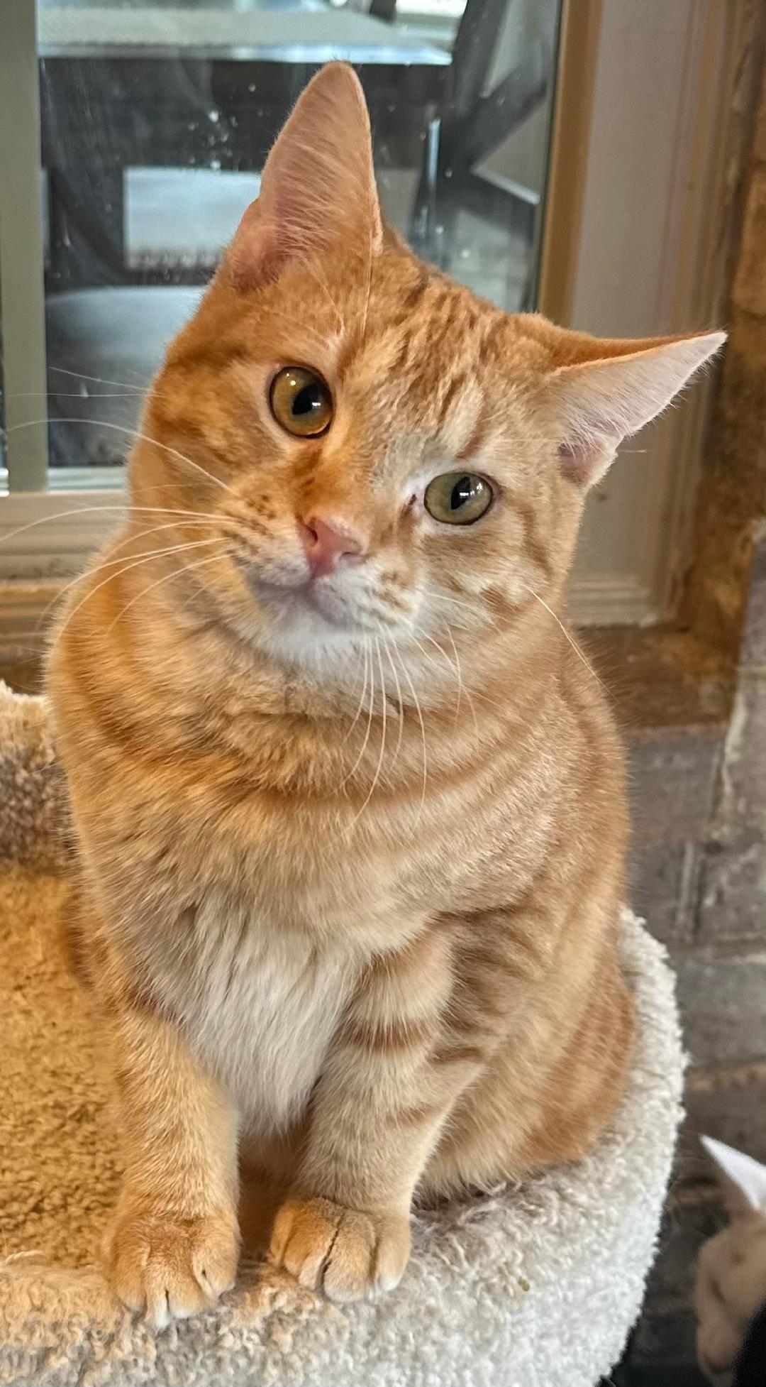 Enlarge TONY THE TIGER, a Adoptable Tabby in Capshaw, AL image 1/3