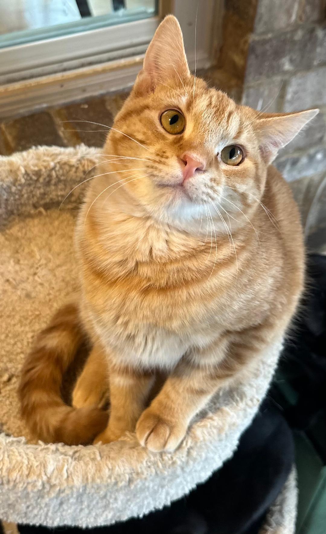 Enlarge TONY THE TIGER, a Adoptable Tabby in Capshaw, AL image 2/3