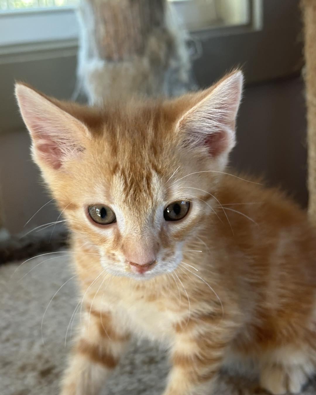 Enlarge TONY THE TIGER, a Adoptable Tabby in Capshaw, AL image 3/3