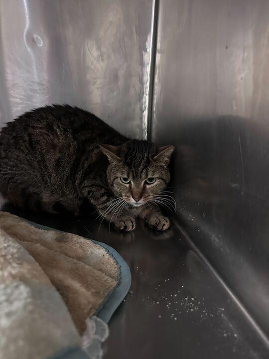 Doug, Adoptable, Young Female Domestic Short Hair.