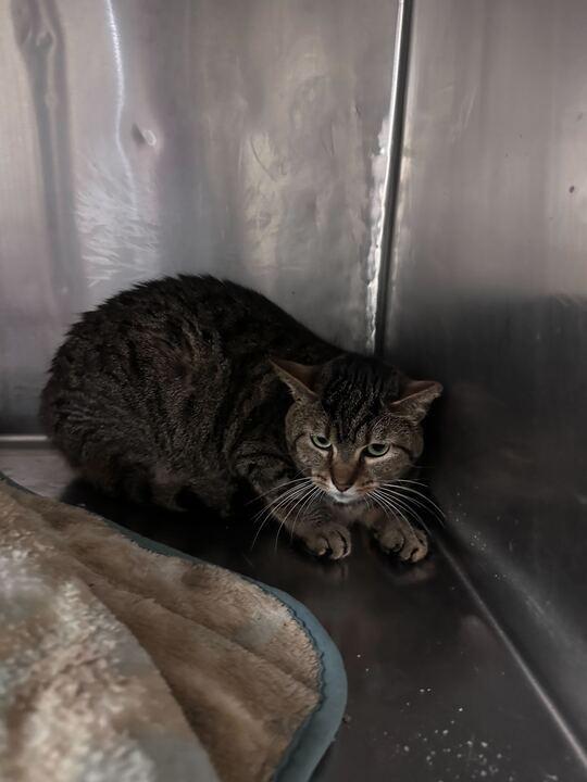 Enlarge Doug, a Adoptable Domestic Short Hair in Marietta, GA image 2/2