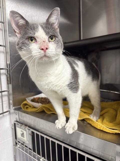 LEO, Adoptable, Young Male Domestic Short Hair.