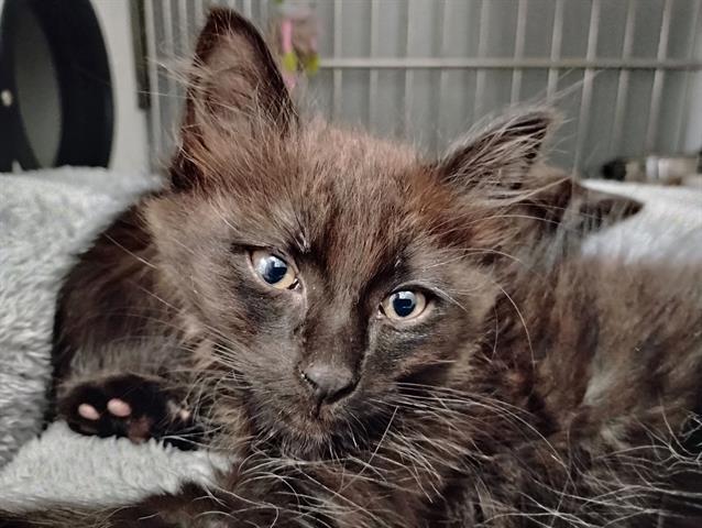HUSH, Adoptable, Kitten Male Domestic Short Hair.