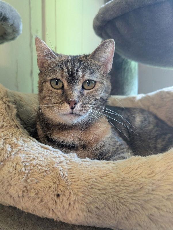 Enlarge Raya, a Adoptable mixed breed in Ocala, FL image 1/3