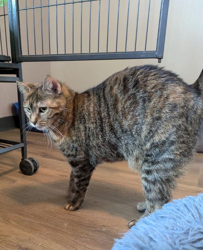 Enlarge Raya, a Adoptable mixed breed in Ocala, FL image 2/3