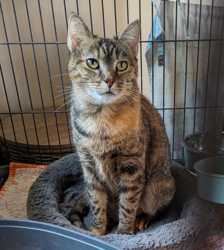 Enlarge Raya, a Adoptable mixed breed in Ocala, FL image 3/3