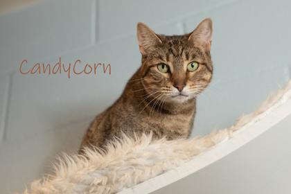 Candy Corn, Adoptable, Adult Female Domestic Short Hair & Domestic Short Hair.