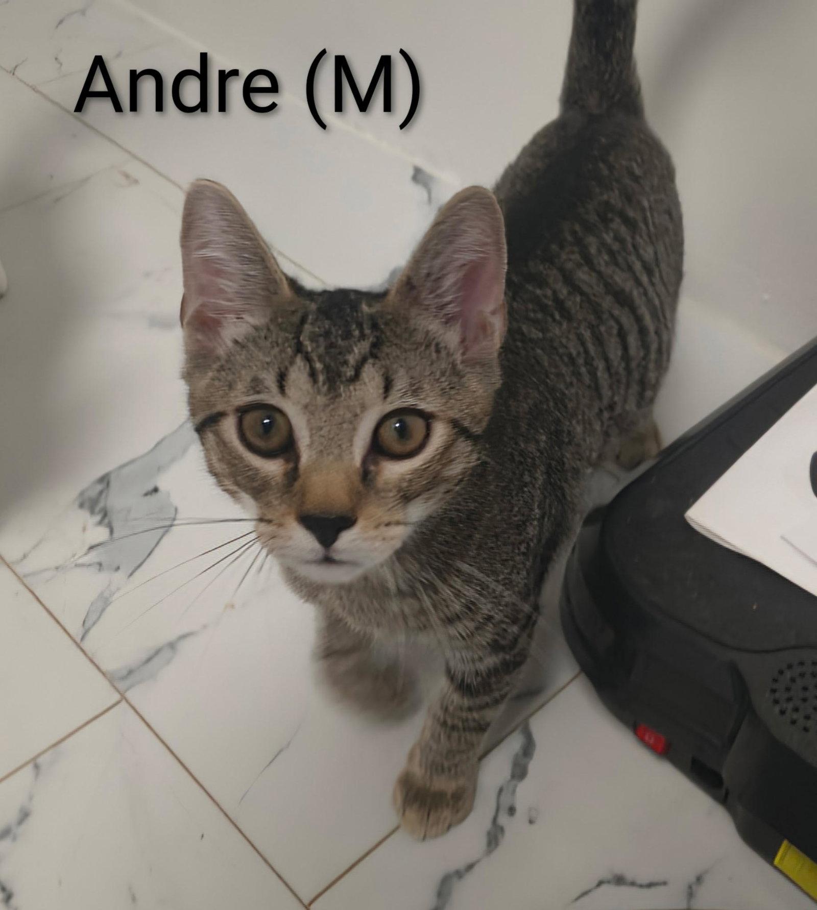 Andre', Adoptable, Kitten Male Domestic Short Hair & Tabby.