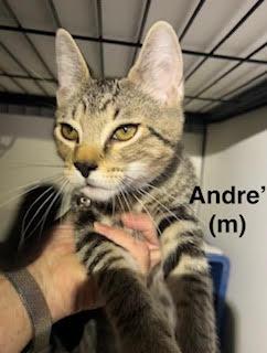 Andre', a Adoptable mixed breed in Saugerties, NY image 2/2