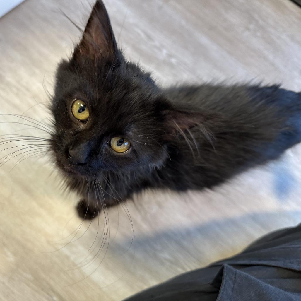 Moonlight, Adoptable, Kitten Male Domestic Medium Hair.