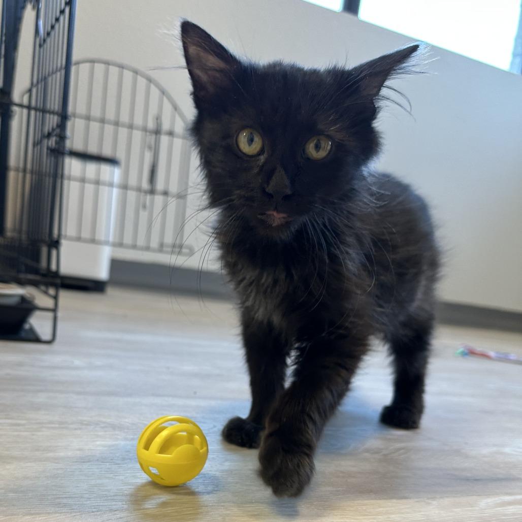 Moonlight, a Adoptable Domestic Medium Hair in Durango, CO image 2/2