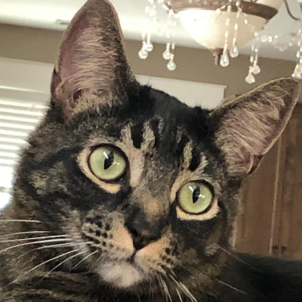 Victor, Adoptable, Adult Male Domestic Short Hair.