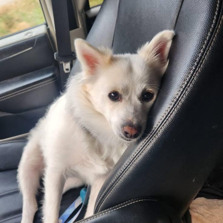 DD, adopted, Adult Female Shih Tzu & Pomeranian.