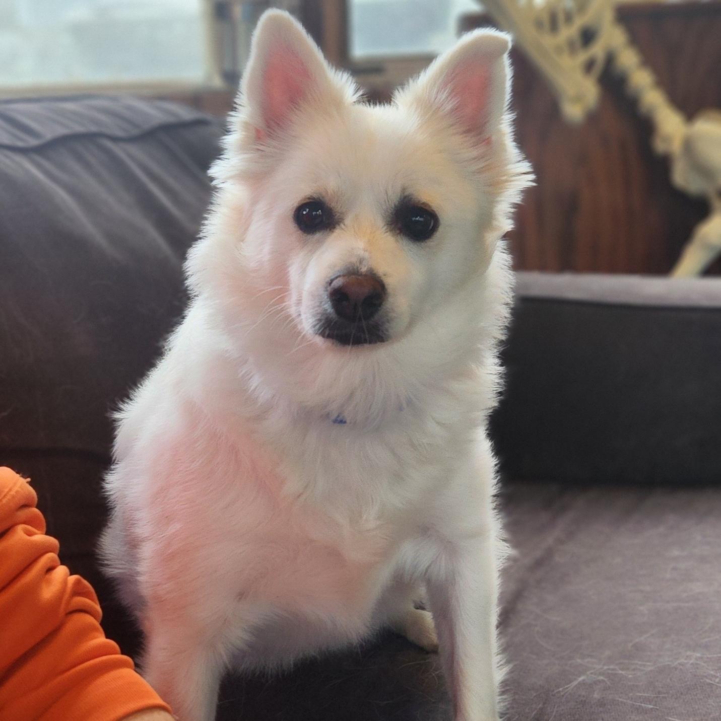 Enlarge DD, an adopted mixed breed in Madrid, IA image 2/4