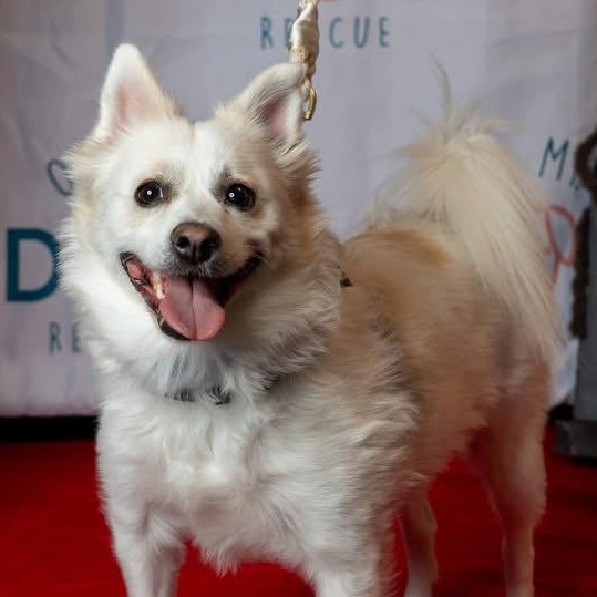 Enlarge DD, an adopted mixed breed in Madrid, IA image 4/4