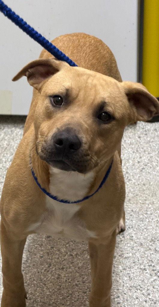 25-717 Eggnog, Adoptable, Young Male Pit Bull Terrier.