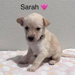 Sarah