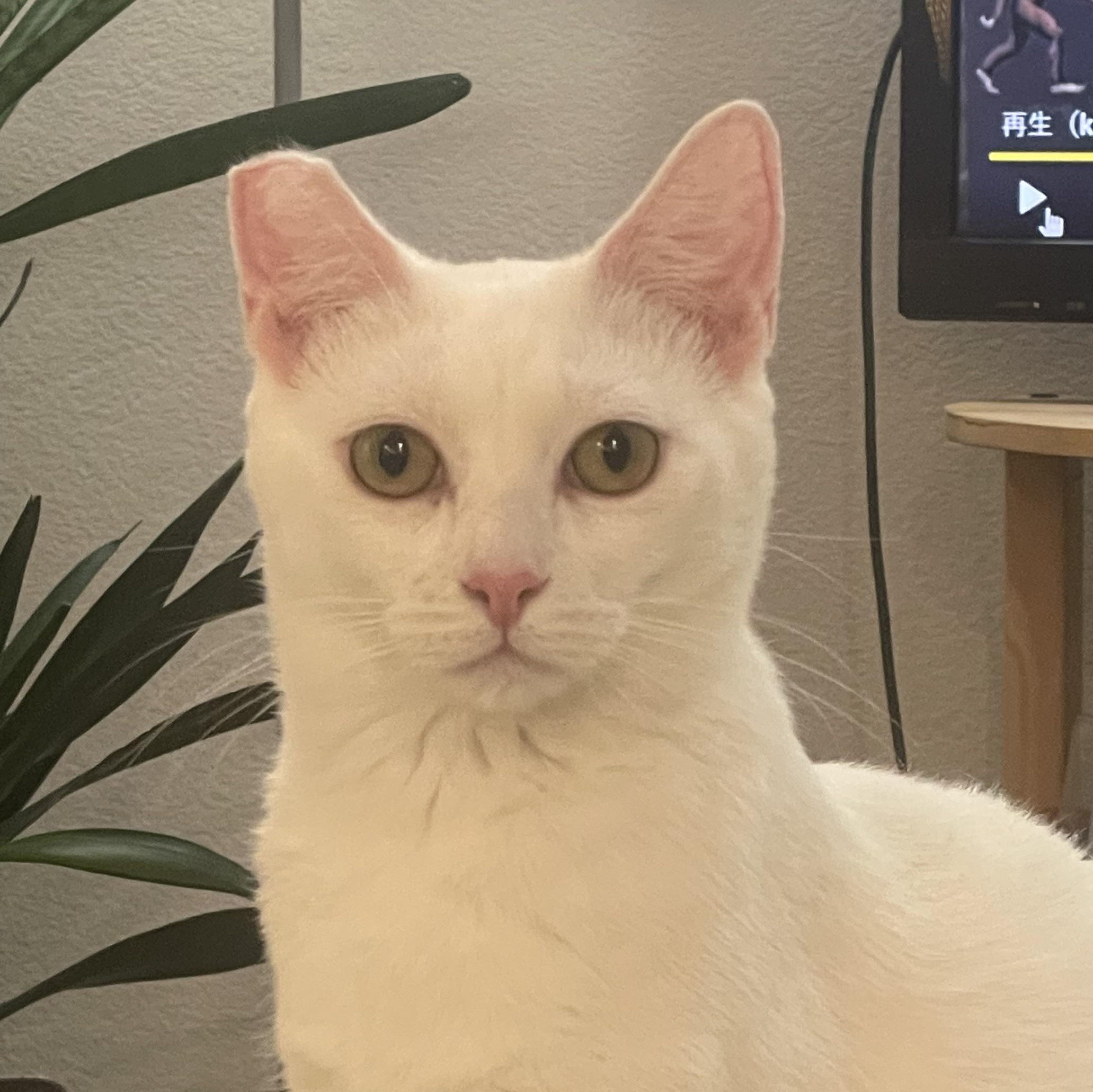 Sugar, a Adoptable Domestic Short Hair in Santa Ana, CA image 1/6