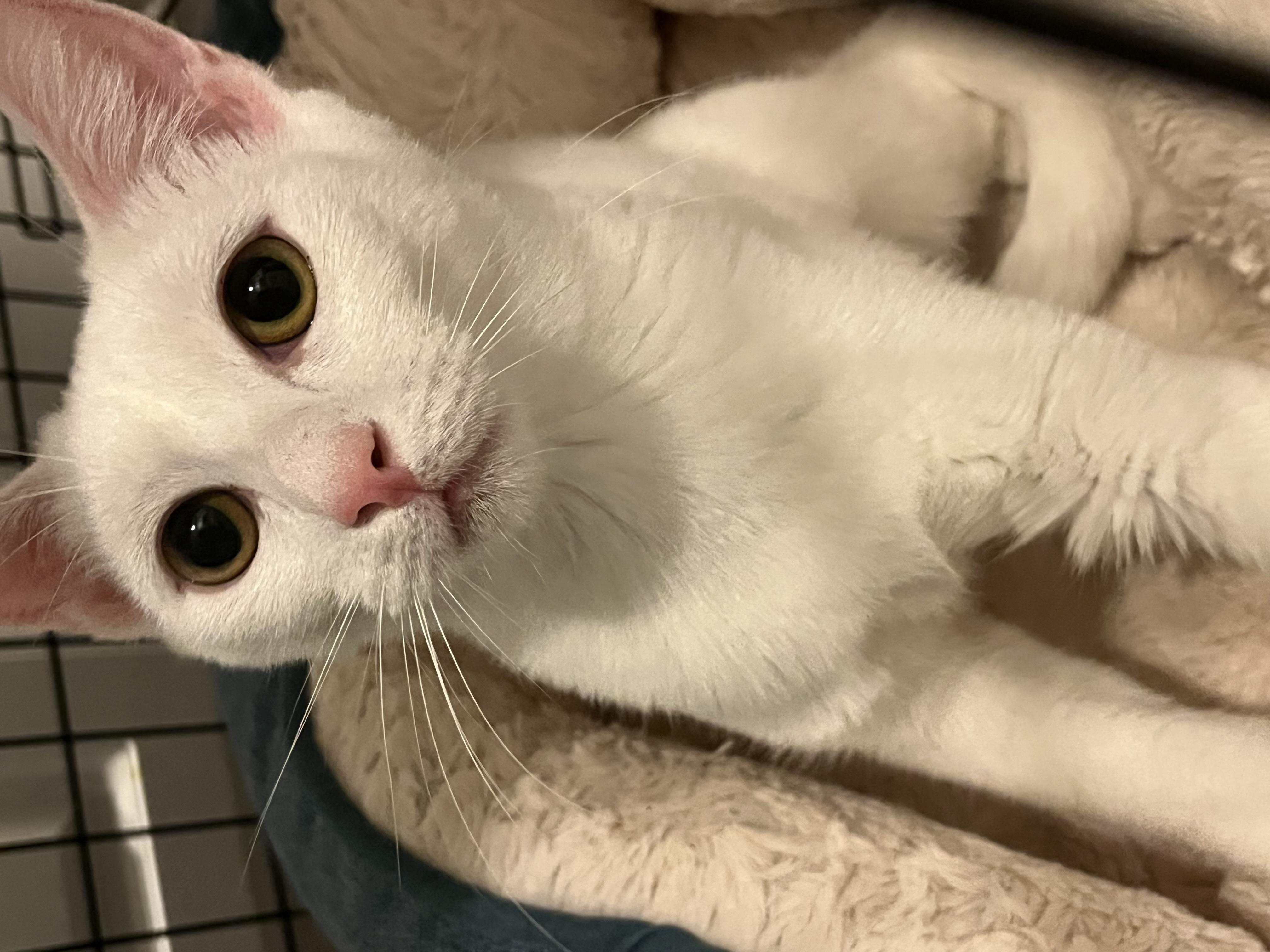 Sugar, a Adoptable Domestic Short Hair in Santa Ana, CA image 5/6