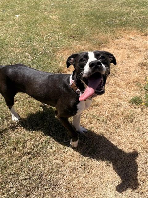 Enlarge WHITNEY, a Adoptable mixed breed in Killeen, TX image 1/1
