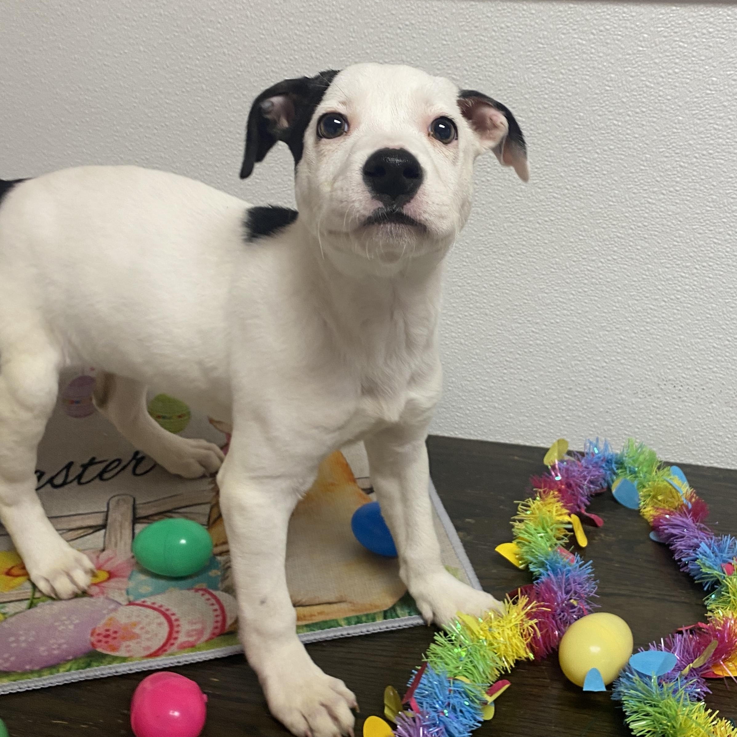 Enlarge Carmelita, an adopted Mixed Breed in Elyria, OH image 3/5