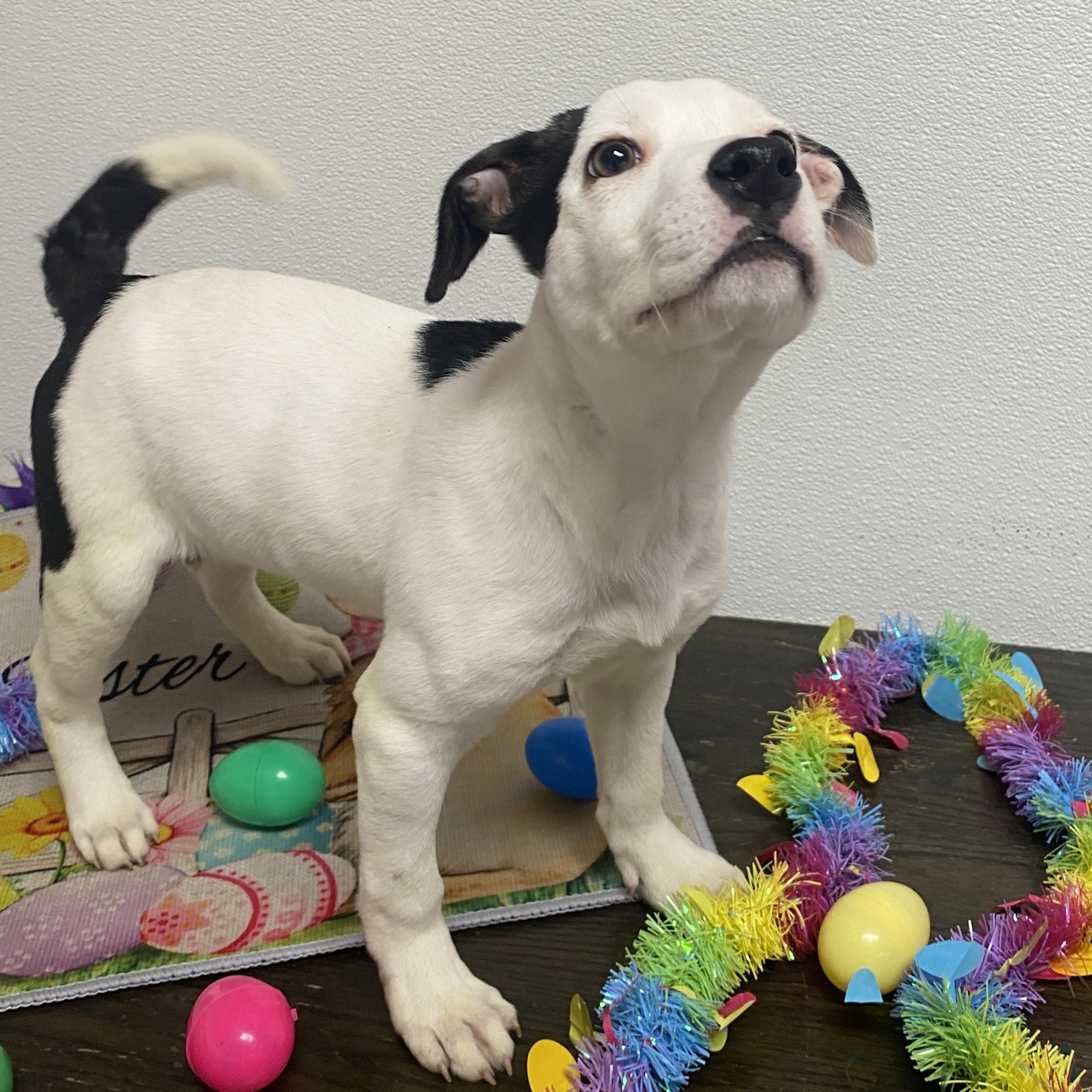 Enlarge Carmelita, an adopted Mixed Breed in Elyria, OH image 2/5