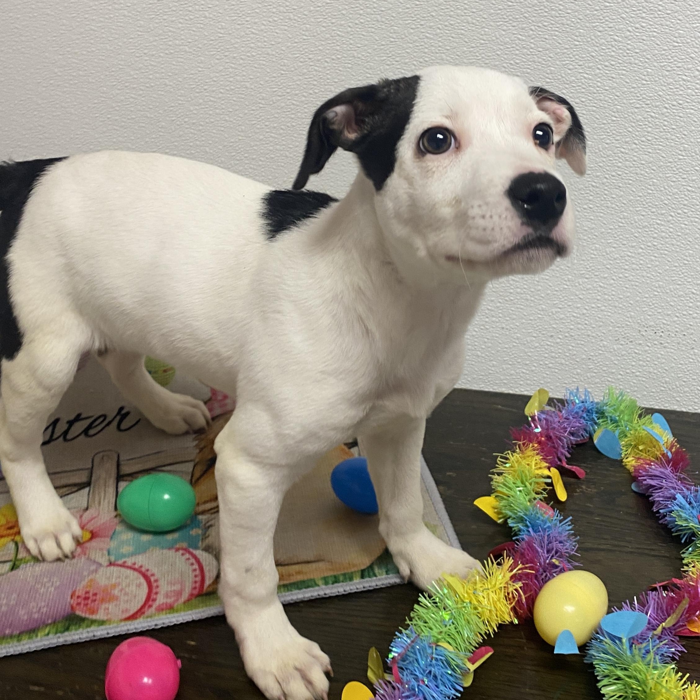 Enlarge Carmelita, an adopted Mixed Breed in Elyria, OH image 5/5