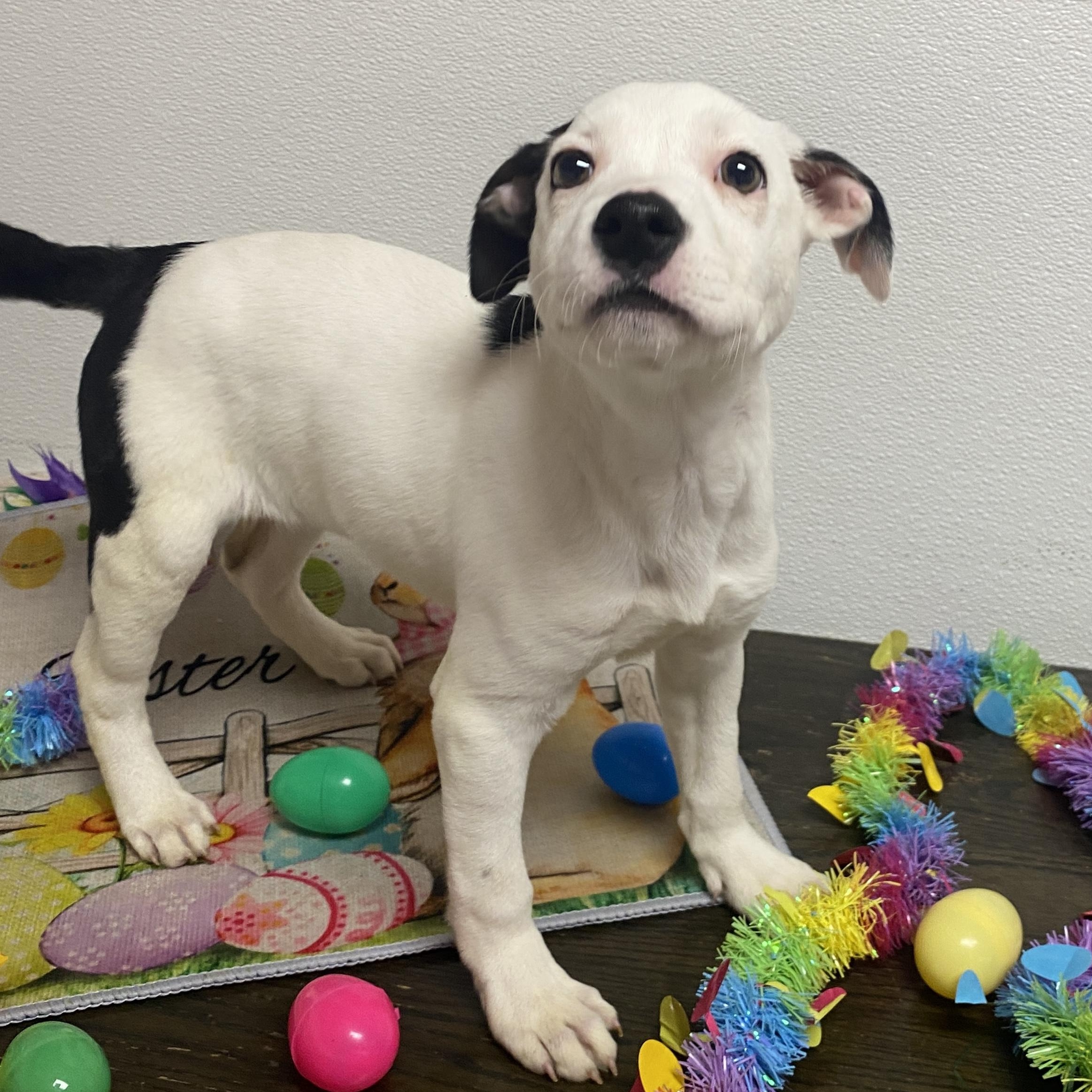 Enlarge Carmelita, an adopted Mixed Breed in Elyria, OH image 1/5