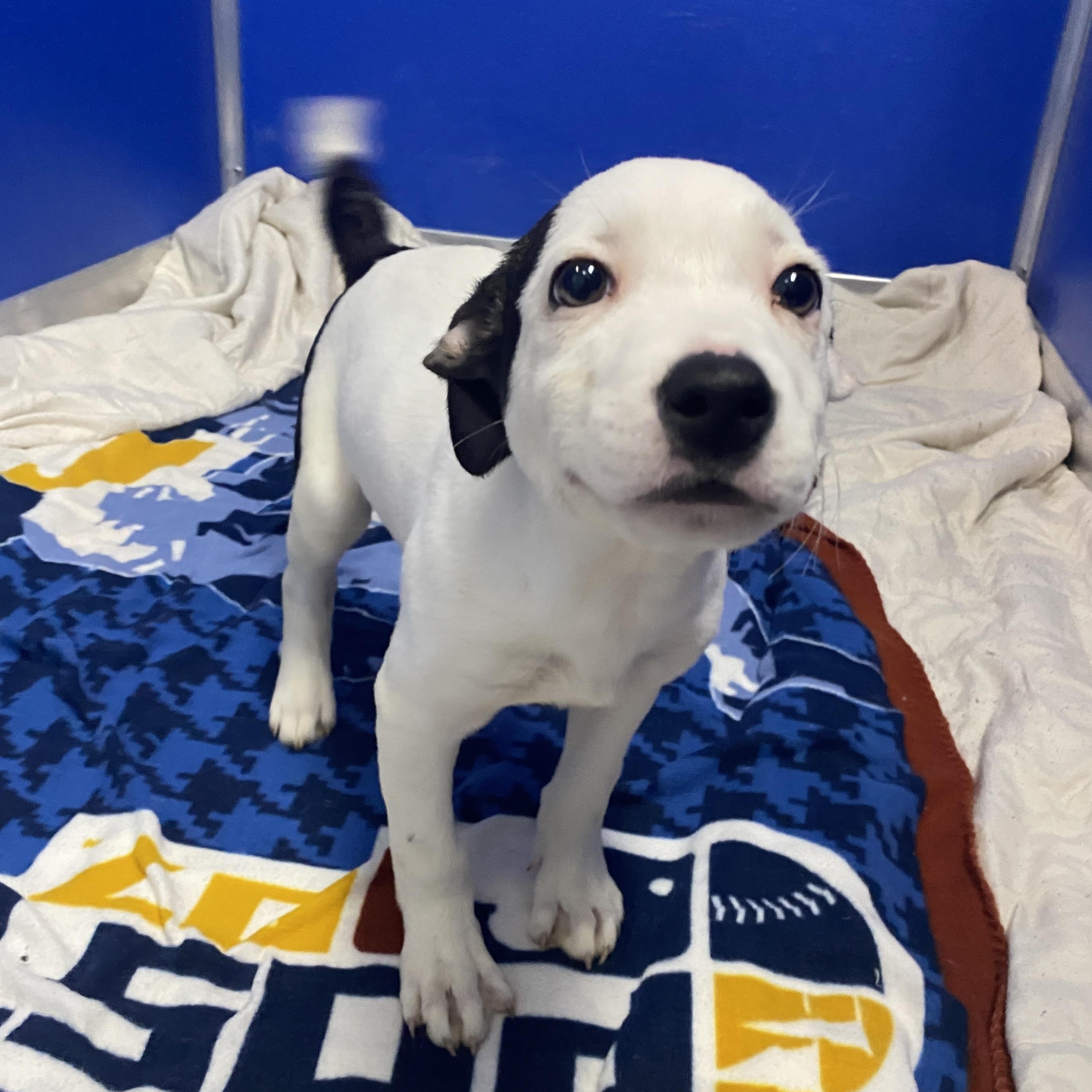 Enlarge Carmelita, an adopted Mixed Breed in Elyria, OH image 4/5