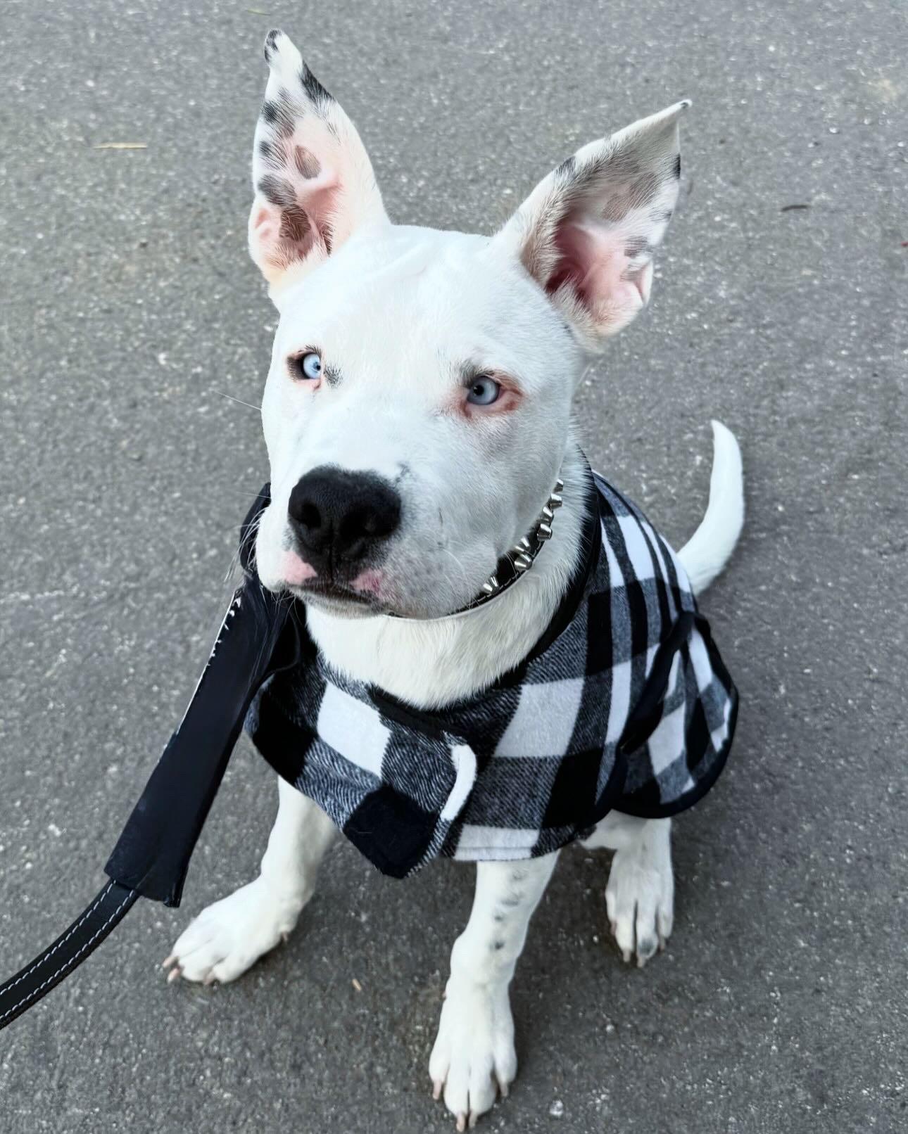 Aspen, Adoptable, Young Male Pit Bull Terrier & Husky.