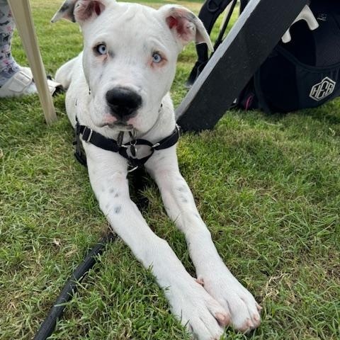 Enlarge Aspen, a Adoptable mixed breed in Torrance, CA image 3/4