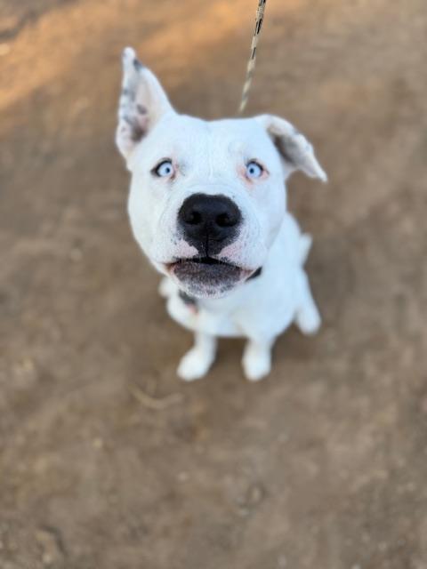 Enlarge Aspen, a Adoptable mixed breed in Torrance, CA image 2/4
