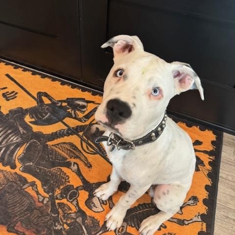 Enlarge Aspen, a Adoptable mixed breed in Torrance, CA image 4/4