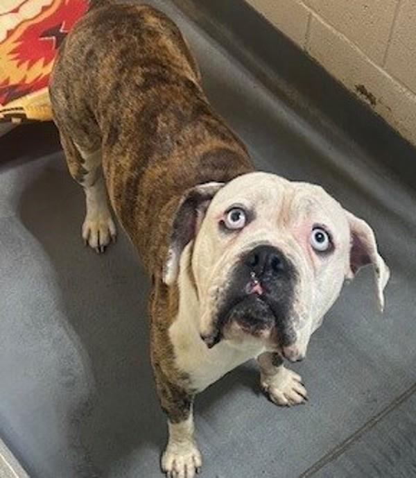 Enlarge 25-12-3530 Elf, a Adoptable mixed breed in Dallas, GA image 1/1