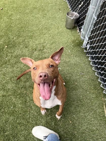 Enlarge Rodeo, a Adoptable mixed breed in Lafayette, IN image 1/3