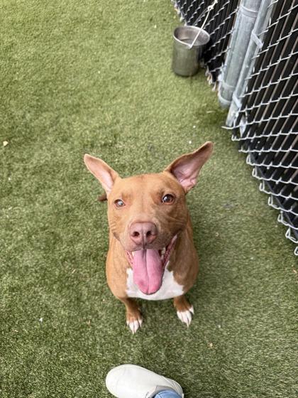 Enlarge Rodeo, a Adoptable mixed breed in Lafayette, IN image 2/3