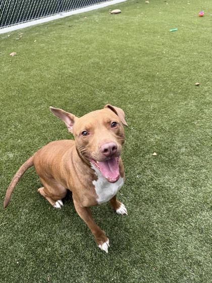 Enlarge Rodeo, a Adoptable mixed breed in Lafayette, IN image 3/3
