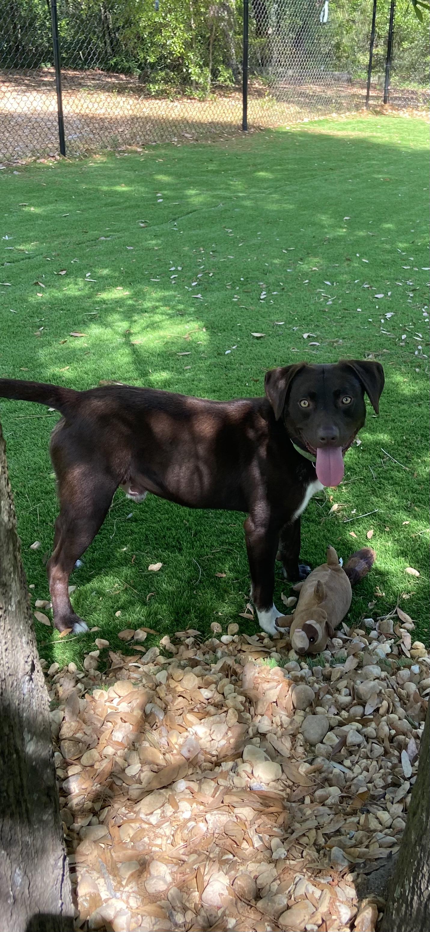Enlarge Boomer, a ADOPTABLE mixed breed in Pawleys Island, SC image 3/4